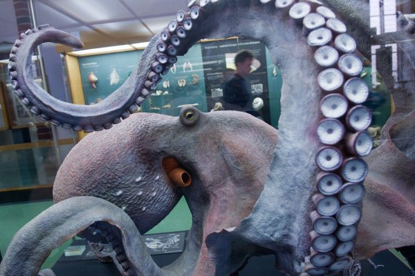 Пользователь не найден кракен даркнет