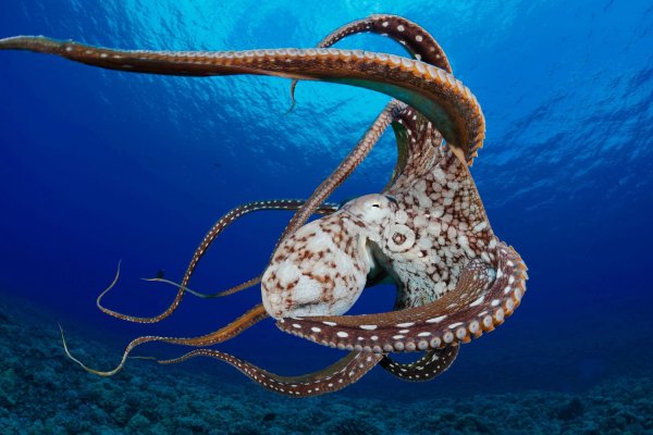 Кракен сайт ссылка kraken dark link